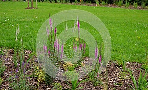 Planting perennials in the flowerbed in a transport growing pot. the gardener mulches with lava brown gravel which prevents the gr