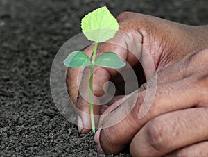 Planting phalsa seedling