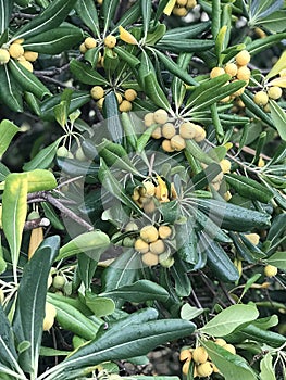 Planting Pittosporum tobira or Australian laurel or Japanese pittosporum or Japanese cheesewood. photo