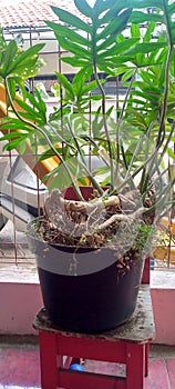 Planting plant on the terrace of the house