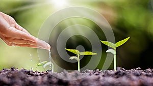 Planting plants on fertile soil and hand watering the plants.