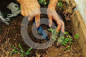 Planting plants in open ground in spring with a shovel. Weeding plants in the garden. Crop care