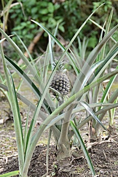 Planting plants that produce pineapples