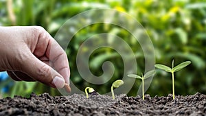 Planting plants in soil in order of germination or plant growth and hand planting plants in soil