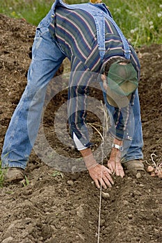 Planting potatoes 1