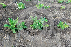 Planting potatoes on black ground with furrows. Plant-based food cultivation, farming, autonomy