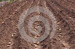 Planting potatoes in the spring