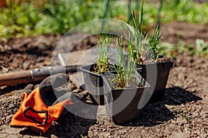 Planting potted ornamental grasses in garden. Molinia moor grass, sporobolus airoides into soil photo