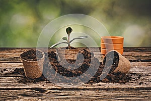 Planting a potted plant on natural wooden background in garden