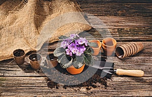 Planting a potted plant on natural wooden background in garden