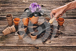 Planting a potted plant on natural wooden background in garden