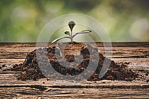 Planting a potted plant on natural wooden background in garden