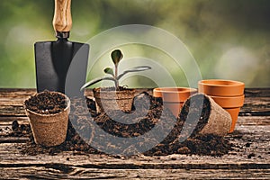 Planting a potted plant on natural wooden background in garden