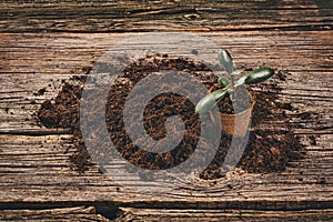 Planting a potted plant on natural wooden background in garden