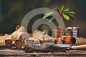 Planting a potted plant on natural wooden background in garden