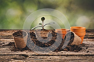 Planting a potted plant on natural wooden background in garden