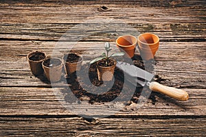 Planting a potted plant on natural wooden background in garden
