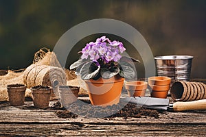 Planting a potted plant on natural wooden background in garden