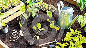 Planting potted seedlings in wooden raised beds in spring. Using a mixture of biohumus, compost and peat to improve soil fertility