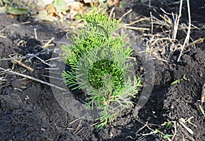 Planting potted thuja occidentalis in the garden