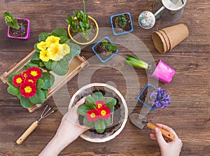 Planting Primrose Primula Vulgaris, violet hyacinth, daffodils potted, tools, woman hands, spring gardening concept