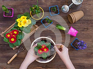 Planting Primrose Primula Vulgaris, violet hyacinth, daffodils potted, tools, woman hands, spring gardening concept