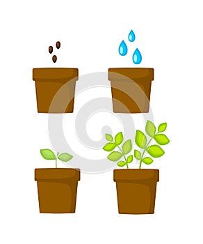 Planting process. How to grow plant from seed step by step. Vector illustration