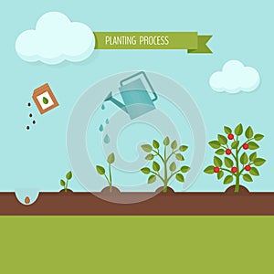 Planting process infographic. Growth stages. Steps of plant grow