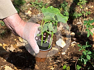 Planting pumpkin