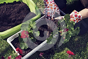 Planting red pelargonium in spring