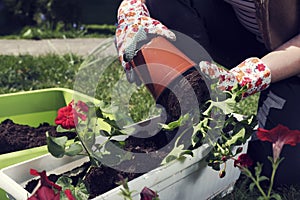 Planting red pelargonium in white pot