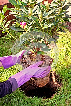 Planting rhododendron bush in garden