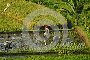 Planting Rice in Bali, Indonesia.