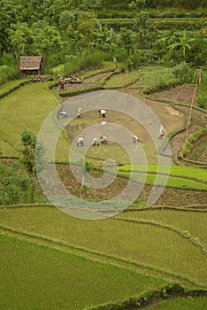 Planting Rice in East Bali