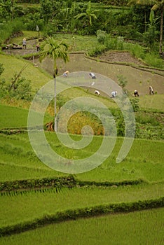 Planting Rice in East Bali