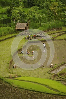 Planting Rice in East Bali