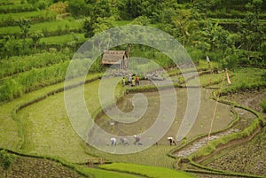 Planting Rice in East Bali