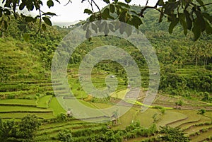 Planting Rice in East Bali