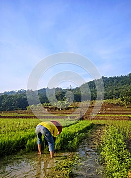 planting rice in the rice fields with a beautiful view photo