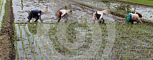 Planting rice seedlings