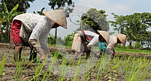 Planting rice seedlings