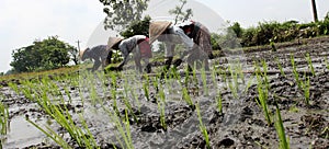 Planting rice seedlings