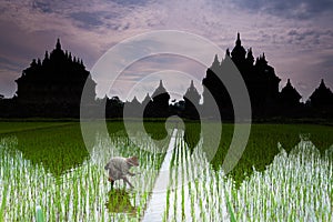 Old Woman Planting Rice In Front Of Plaosan Temple