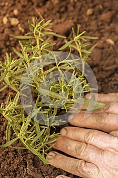 Planting rosemary herb plant in a garden.