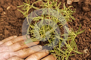 Planting rosemary herb plant in a garden.