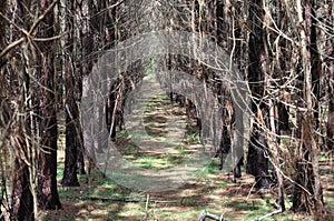 Planting Row of Loblolly Pine (Pinus taeda) Plantation