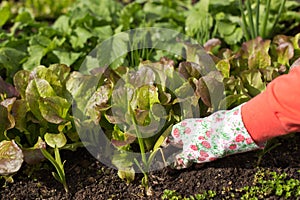 Planting salad seedlings