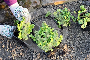 Planting salad seedlings on vegetable beds