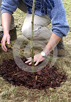 Planting sapling tree photo