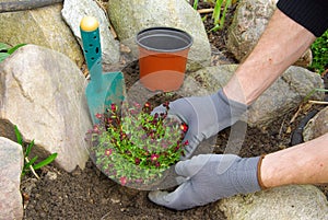 Planting a saxifraga bryoides